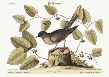 De Blauwe Vogel, 1749-73